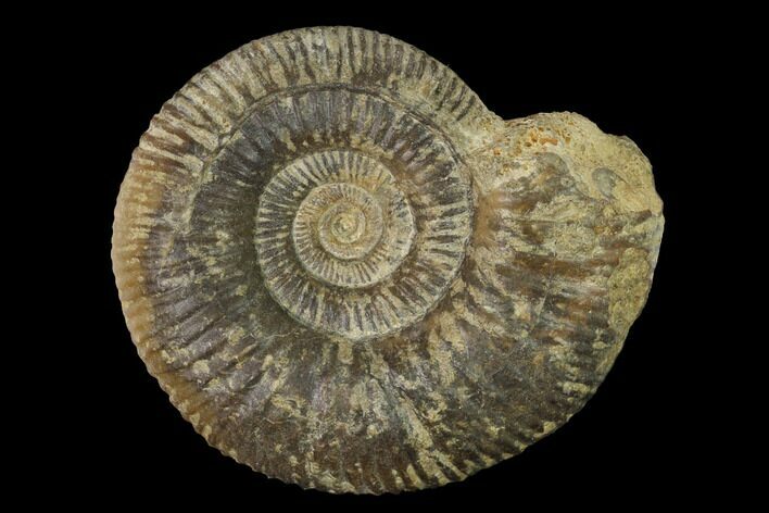 Bathonian Ammonite (Procerites) Fossil - France #152761